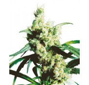Semillas Silver Haze